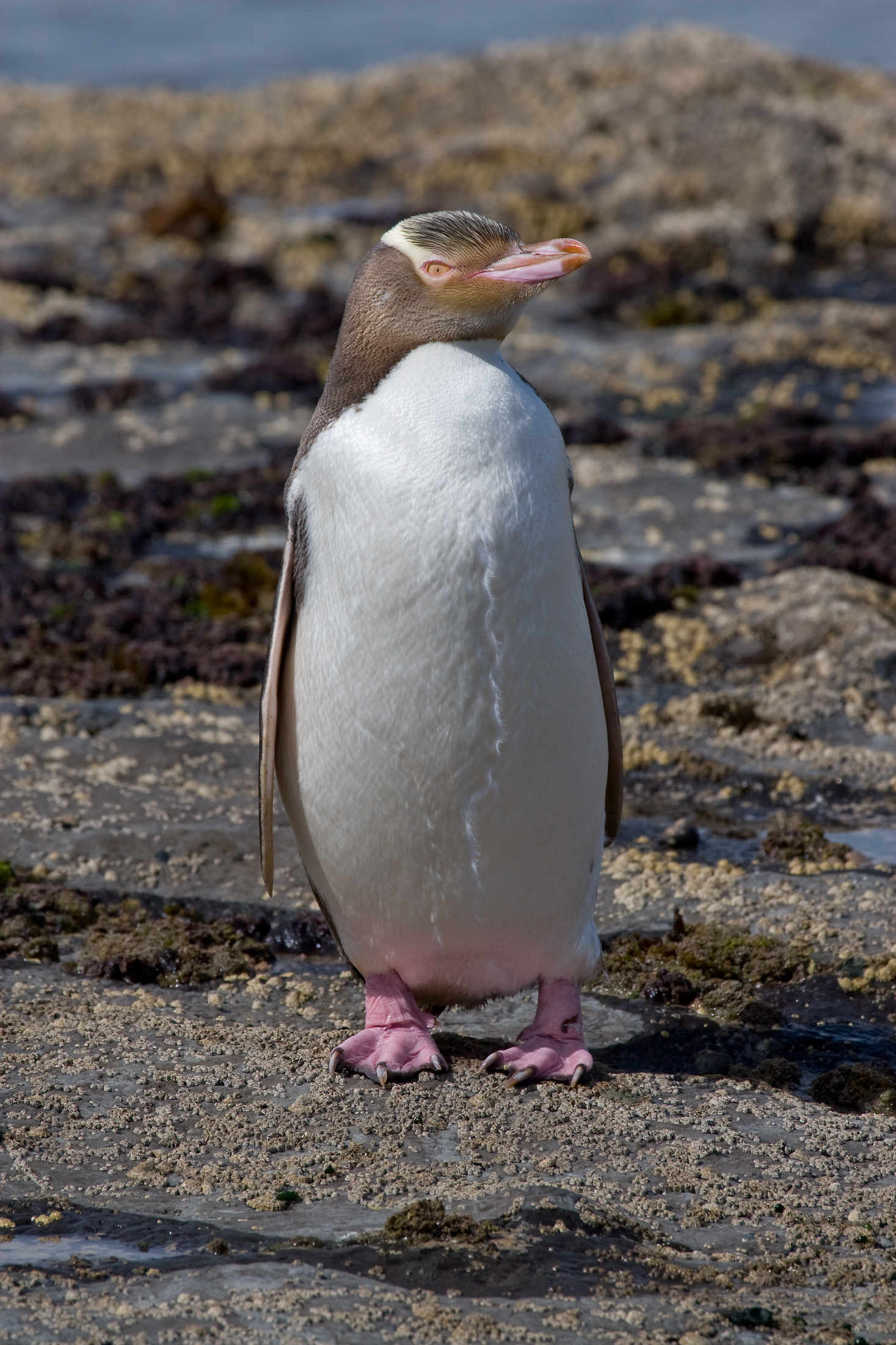 Yellow-eyed penguin. Image credit: Wikipedia, Christian Mehlführer (CC by 2.5)