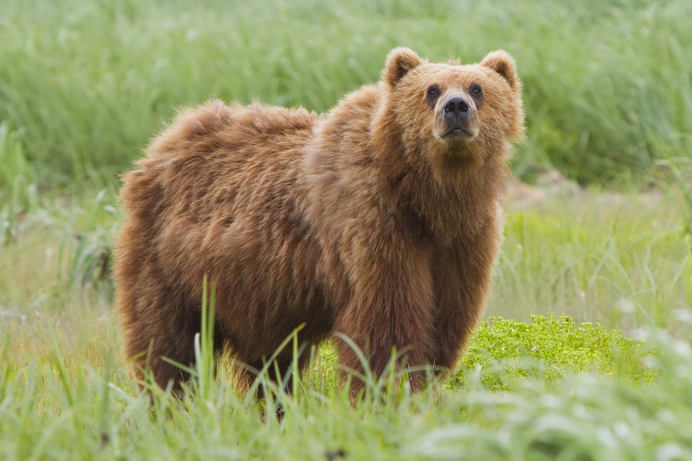 How Kodiak brown bears keep the Alaskan islands healthy