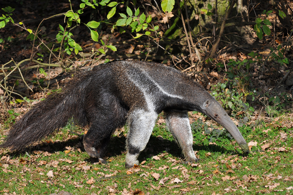 Giant anteater is found in Central and South America from Nicaragua to northern Argentina.