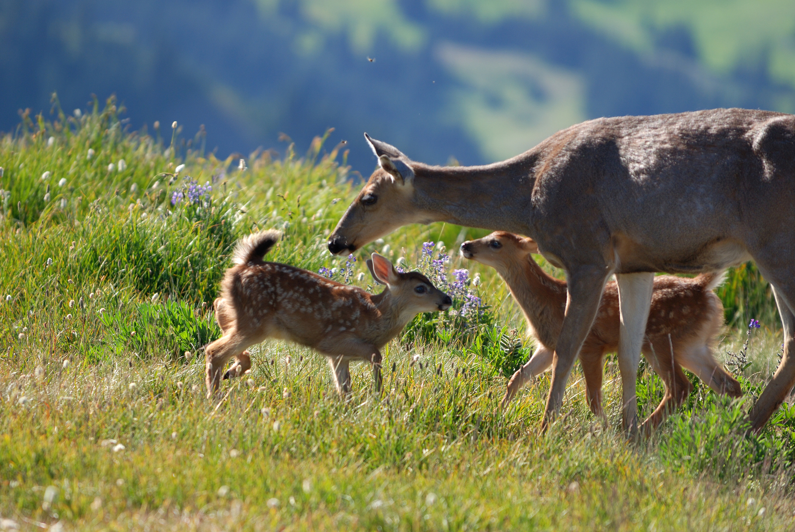 Mother deer and fawns in Olympic National Park. Image Credit: © Lijuan Guo, Dreamstime. Mother deer and fawns in Olympic National Park. Image Credit: © Lijuan Guo, Dreamstime.