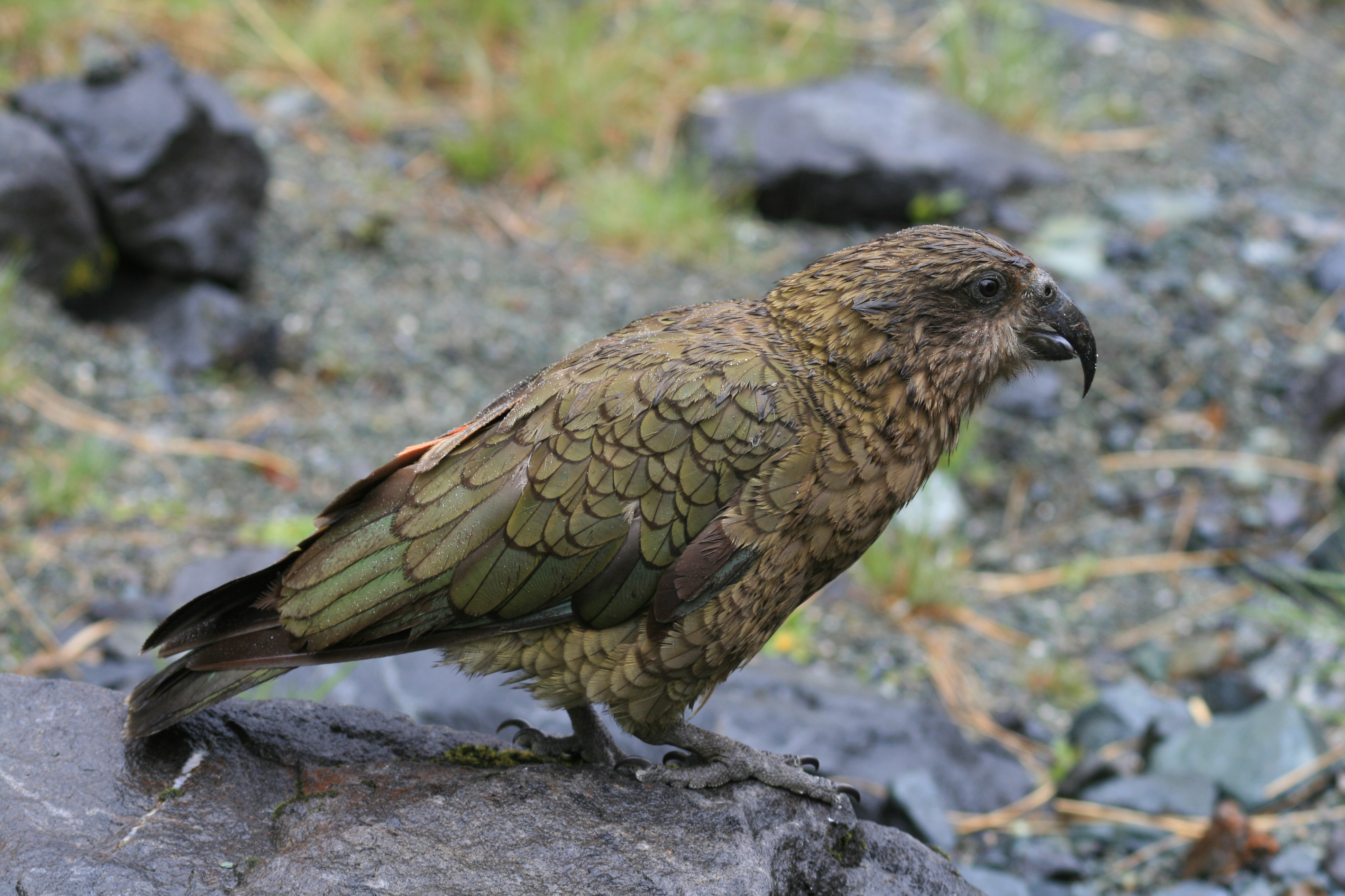 Kea parrot. Image credit: Wikipedia, Mark Whatmough (CC by 2.0)