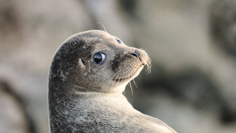 Caspian seal. Image Credit: Shukur Mammadaliyev, Azernews.