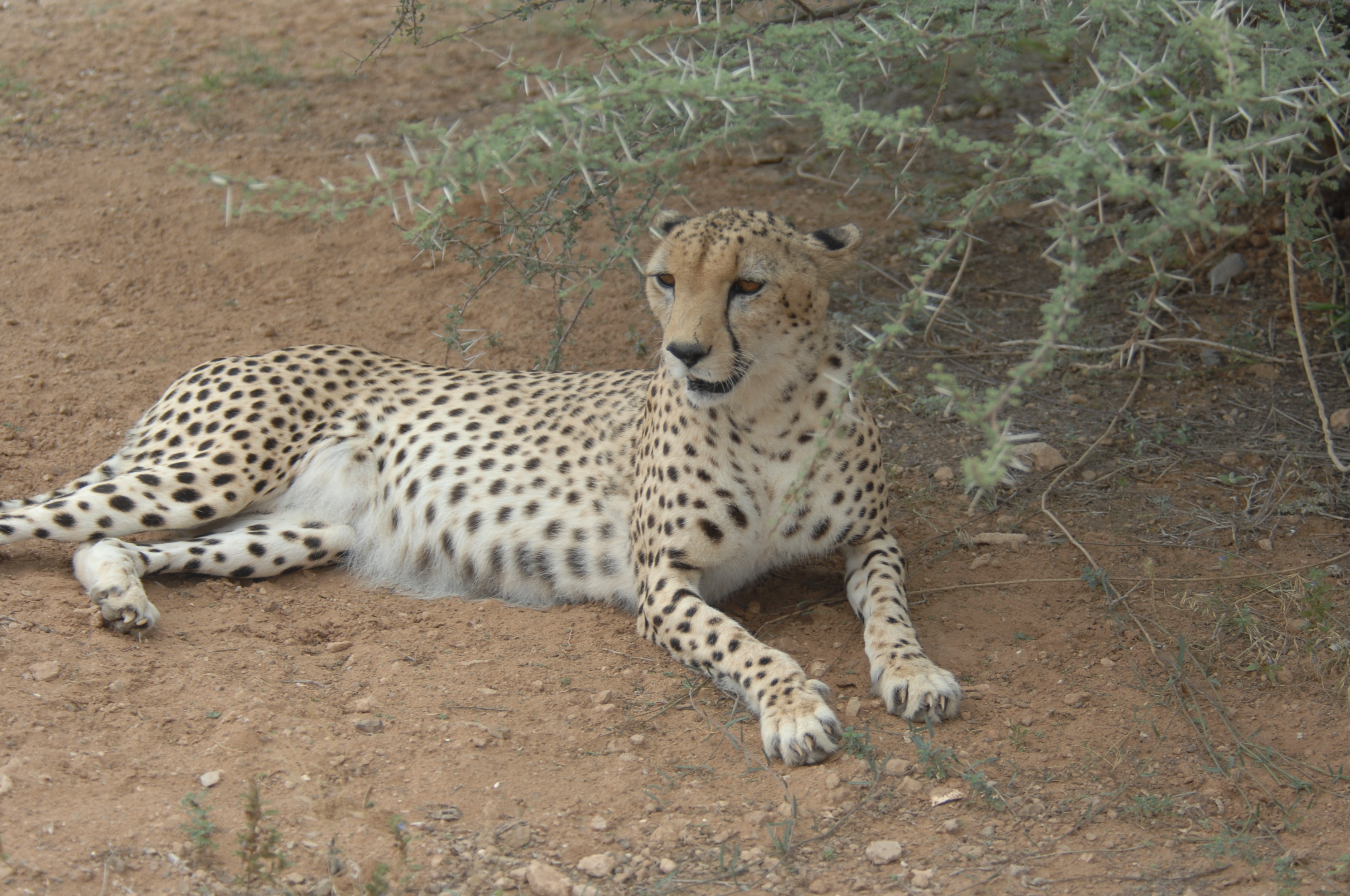 North African cheetah. Image credit: Sgt. Joe Zuccaro, Creative Commons