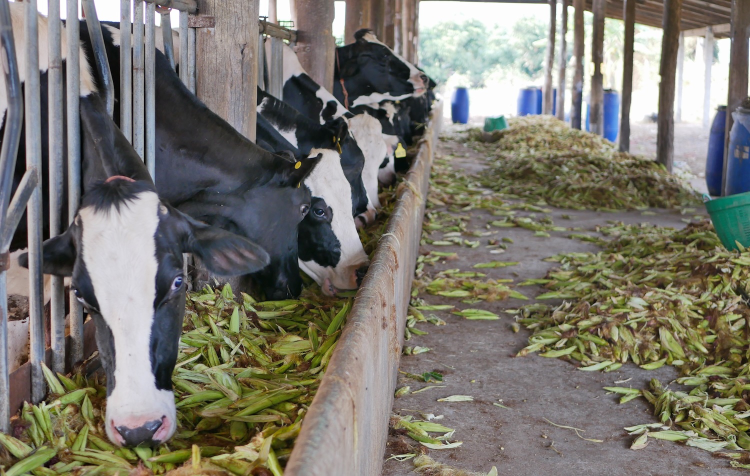 Dairy cows, raised in a farm, eating corn.