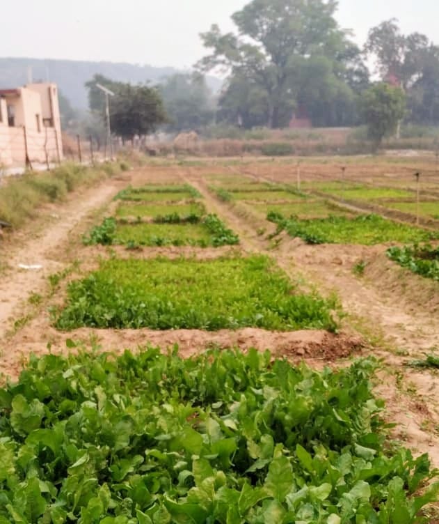 Spinach growing at Nature Arm’s farm. Image credit: Courtesy of Nature Arm