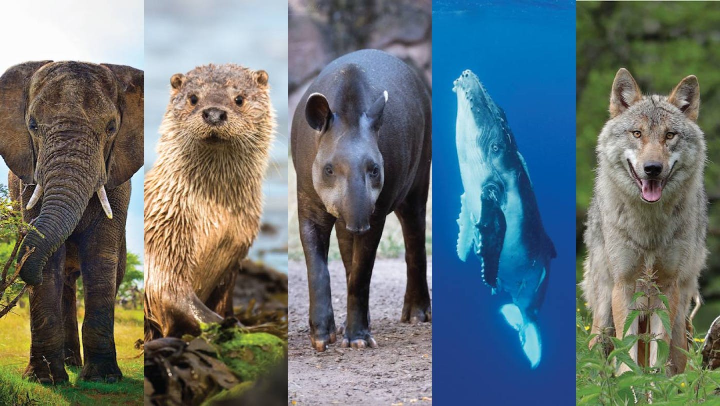 Celebrating unsung climate heroes: How five animals help fight climate change
