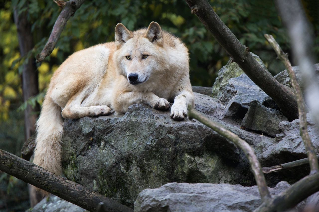 Eastern timber wolf (Canis lupus lycaon). Image credit: Cloudtail the Snow Leopard