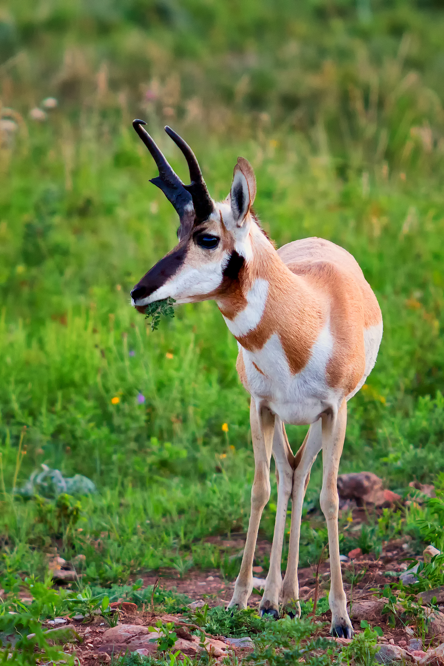 An adult pronghorn antelope grazing in the Black Hills of South Dakota. Image Credit:© John Stocker, Dreamstime. An adult pronghorn antelope grazing in the Black Hills of South Dakota. Image Credit:© John Stocker, Dreamstime.