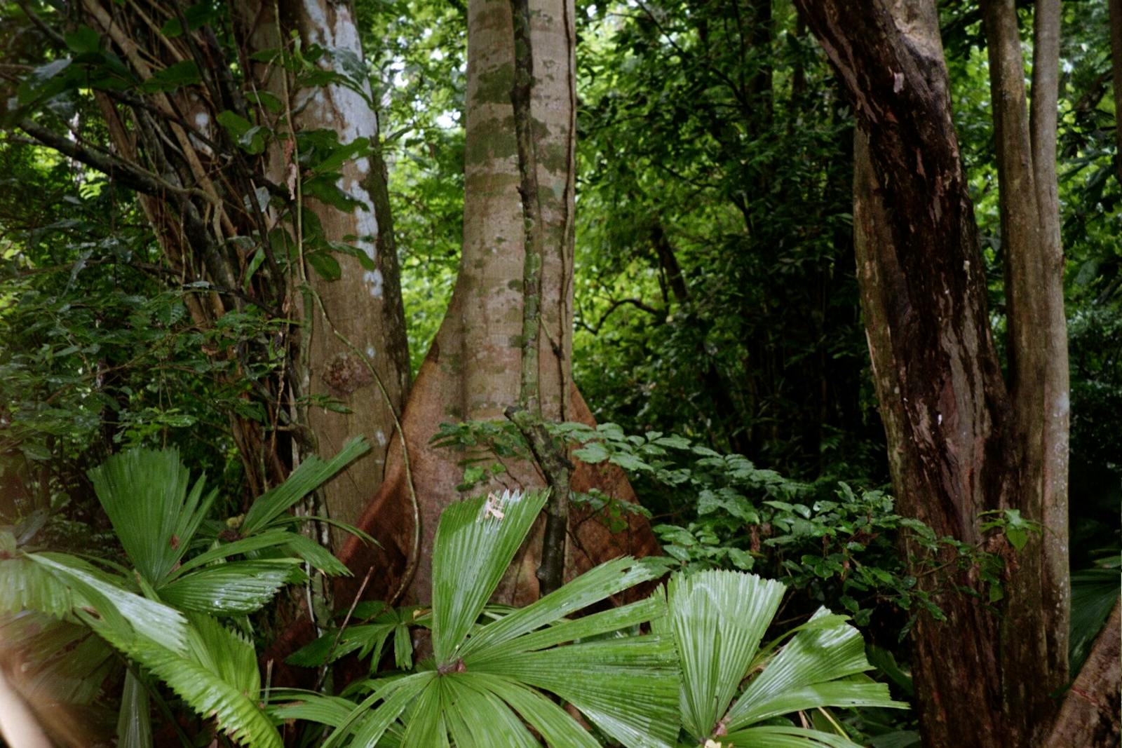 Vanuatu Rainforests