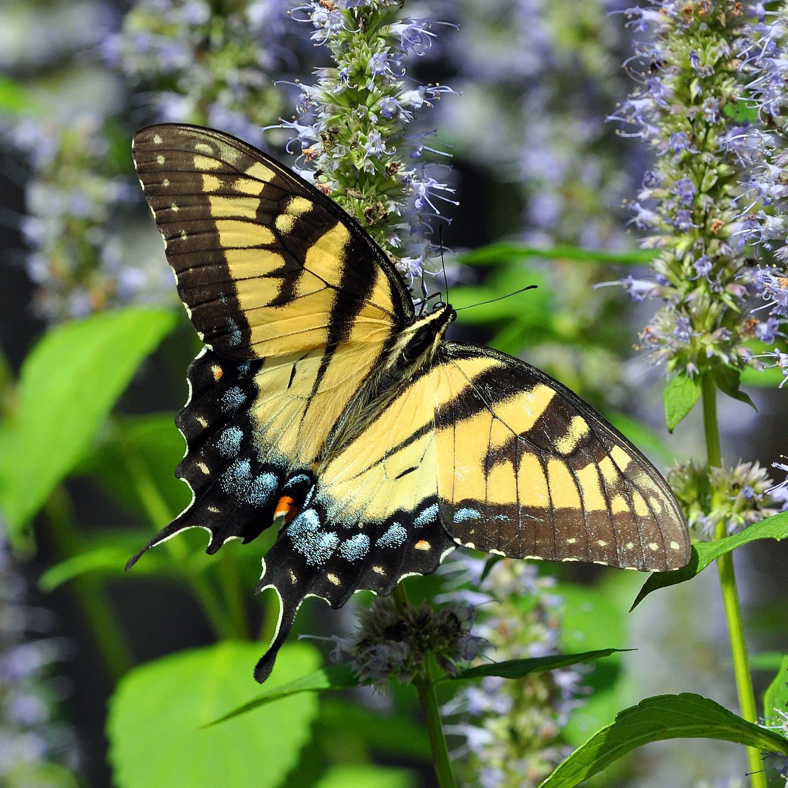 Eastern Tiger Swallowtail Butterfly (Papilio glaucus) feeding on hyssop flower.
