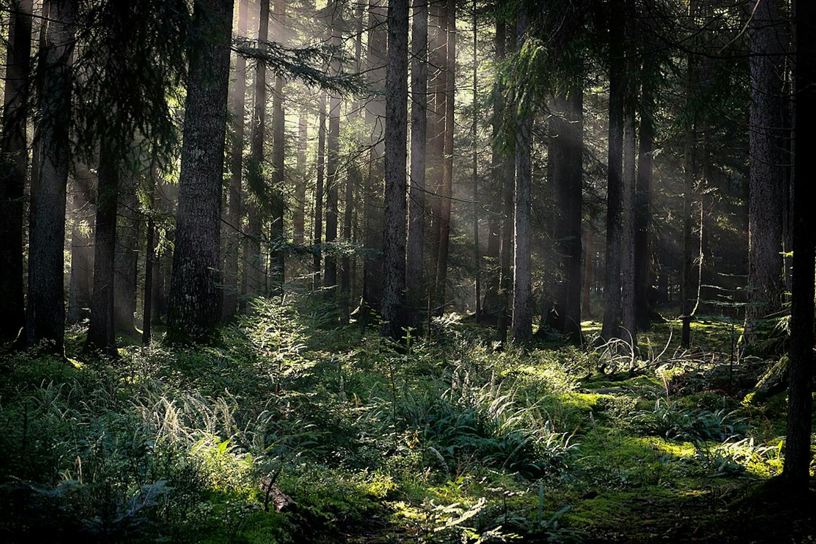 Western European Broadleaf Forests
