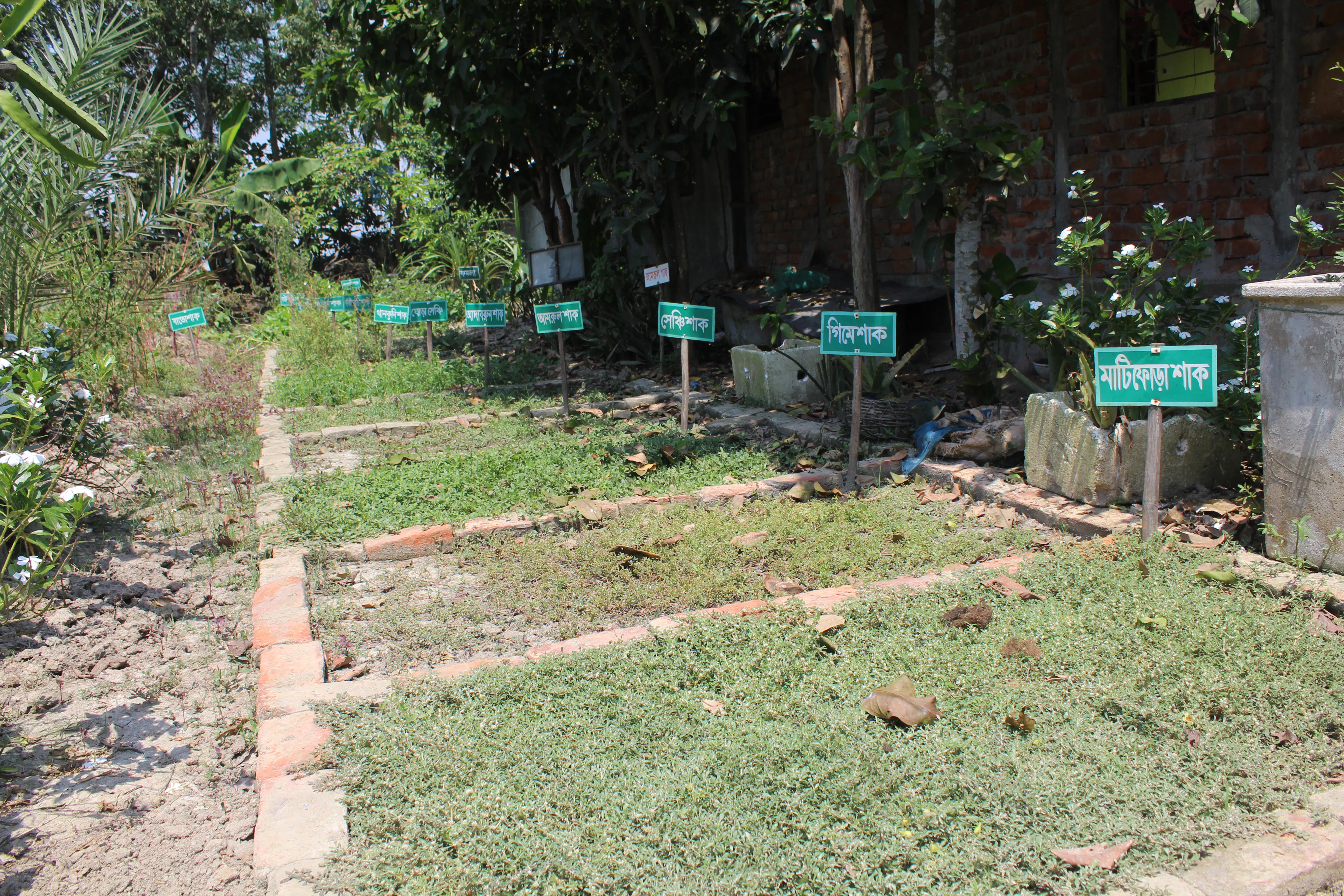 A traditional seed preservation plot showing labeled varieties of local rice and crops in Bengali. This farmer-managed seed bank preserves agricultural biodiversity and represents centuries of farmer-led selection and knowledge accumulated in coastal agroecological systems. Image Credit: Syed Navid Anjum Hasan.
