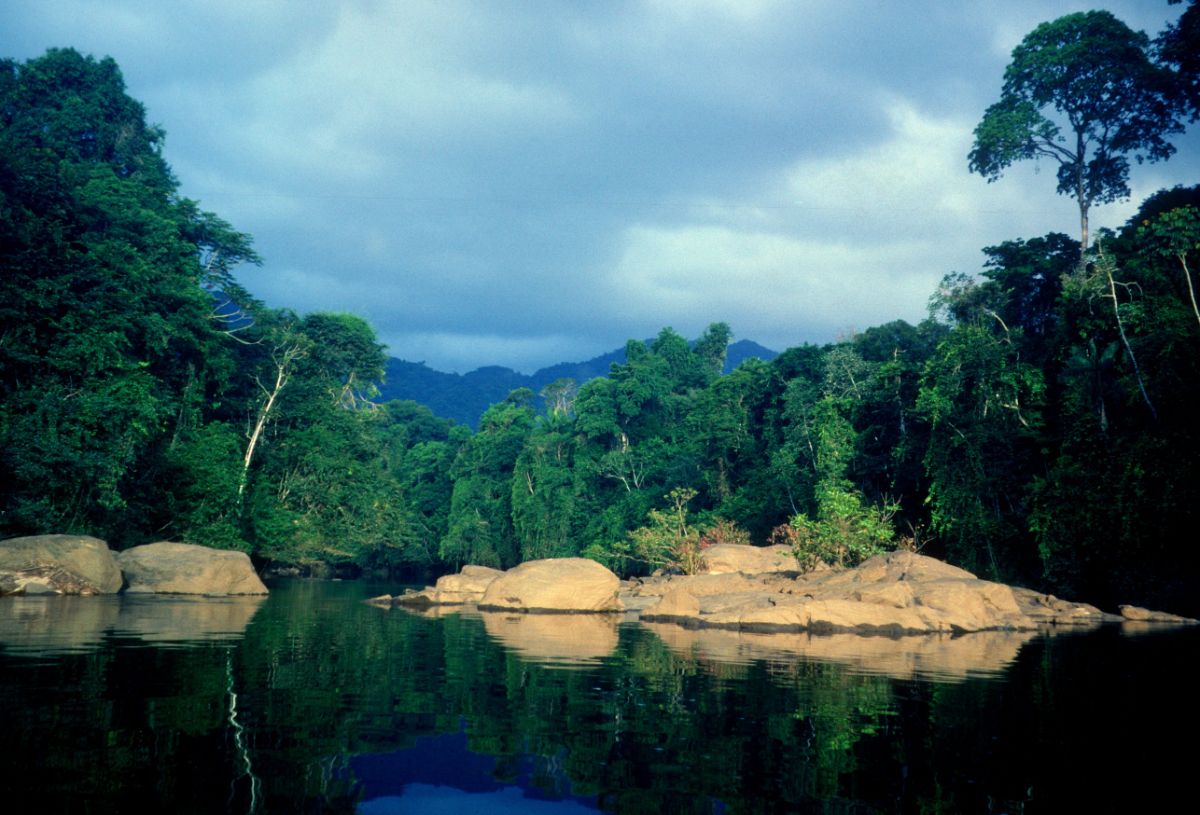 Guianan Forests Savanna Nt21 One Earth