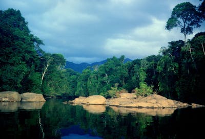Central Amazonian Forests (NT19)
