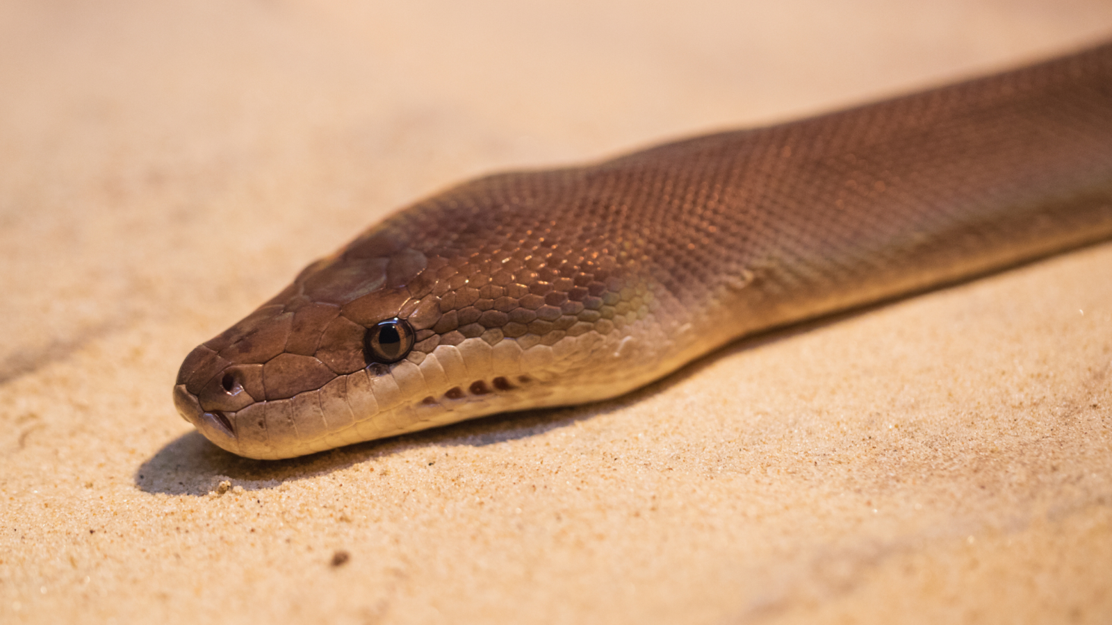 Pilbara olive python. Image Credit: Ken Griffiths, Getty Images via Canva. Pilbara olive python. Image Credit: Ken Griffiths, Getty Images via Canva.
