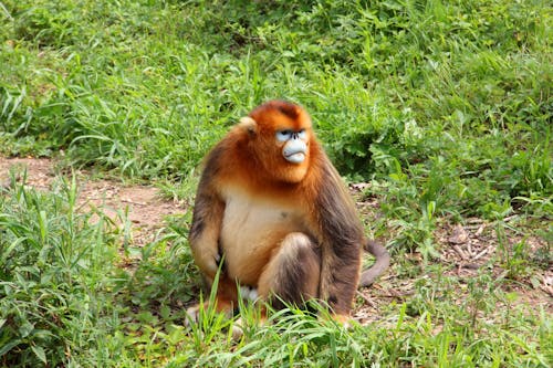 Hubei golden snub-nosed monkey (rhinopithecus roxellana hubeiensis)