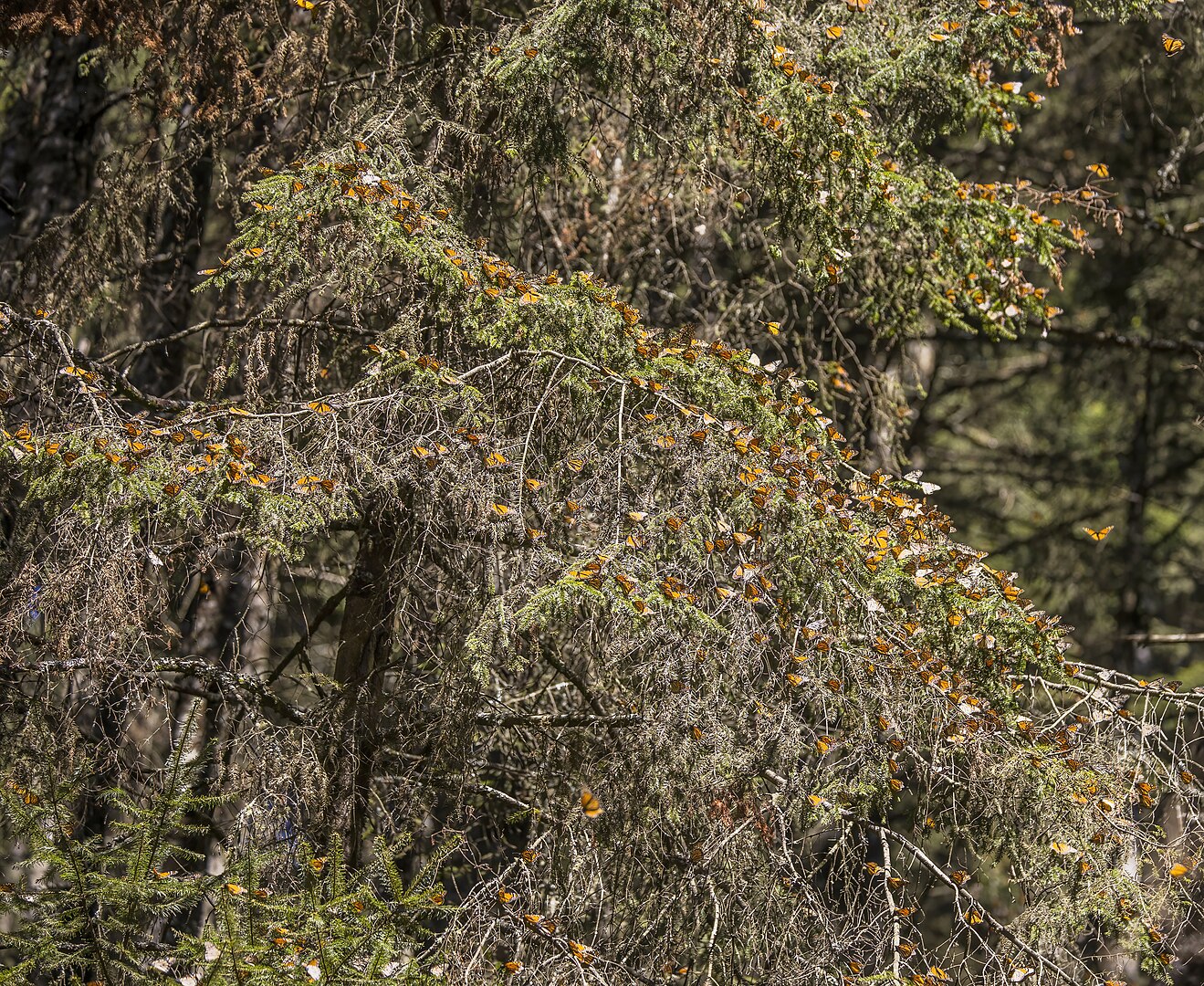 Monarch butterflies (Danaus plexippus) on oyamel fir (Abies religiosa).