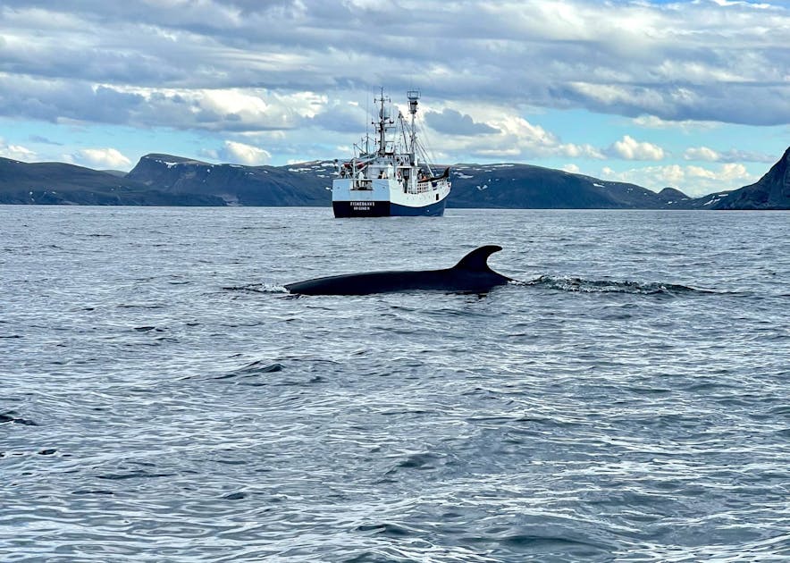 Protecting Ocean Biodiversity Threatened by Norway’s Commercial Whaling ...