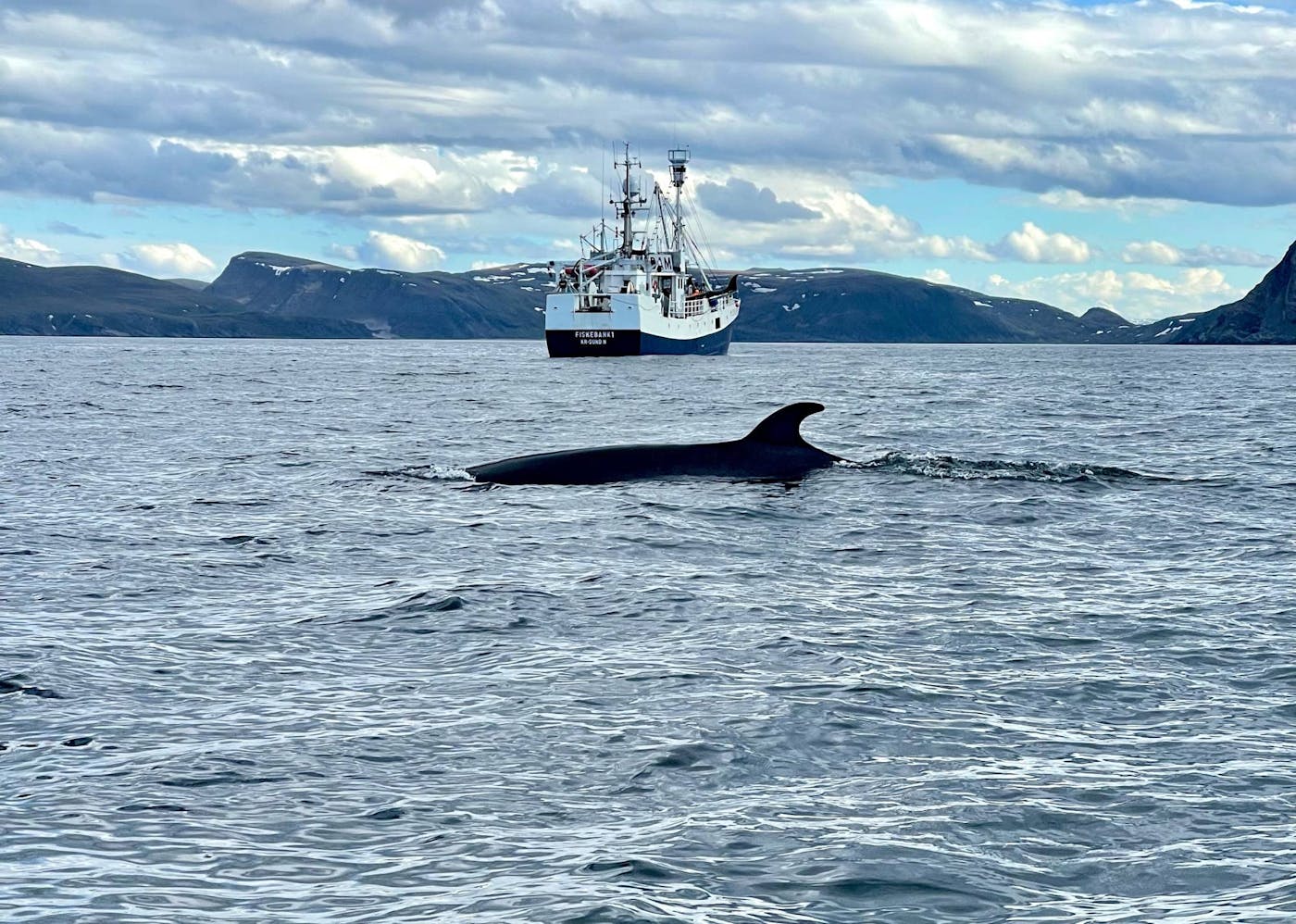 Protecting Ocean Biodiversity Threatened by Norway’s Commercial Whaling Industry