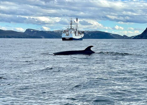 Protecting Ocean Biodiversity Threatened by Norway’s Commercial Whaling Industry