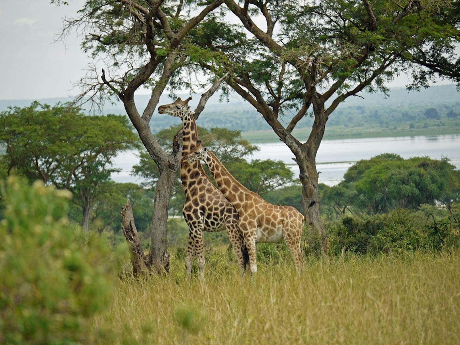 East Sudanian Savanna | One Earth East Sudanian Savanna | One Earth