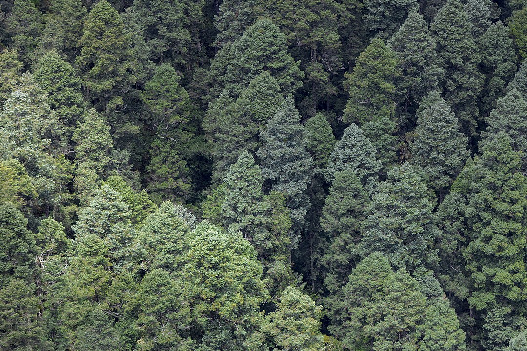 Abies religiosa forest from above, Parque Nacional El Chico, Hidalgo, Mexico.