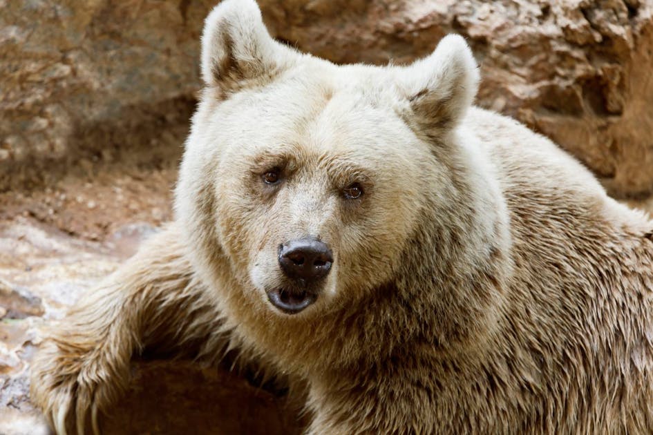 Syrian brown bear: extraordinary predators found in the Middle East | One  Earth