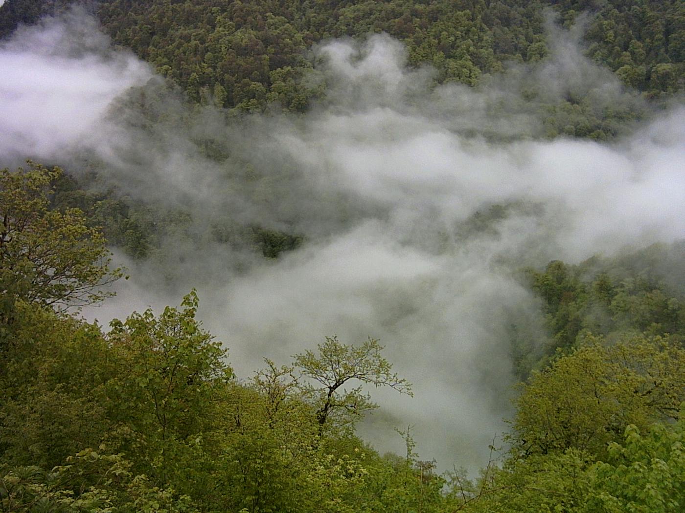 South Caspian Coastal & Mountain Mixed Forests (PA28)