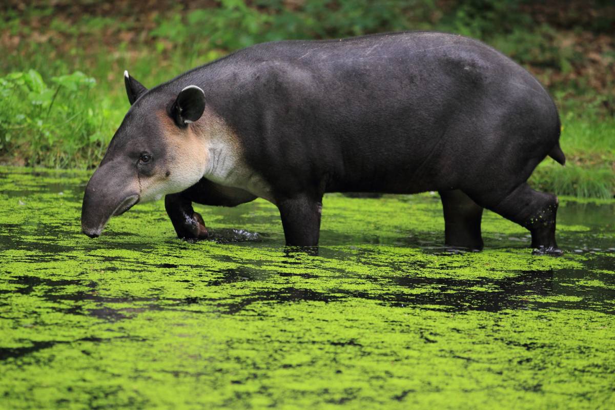 The iconic species of the Venezuelan Coast bioregion (NT23) is the Baird's tapir (Tapirus bairdii).