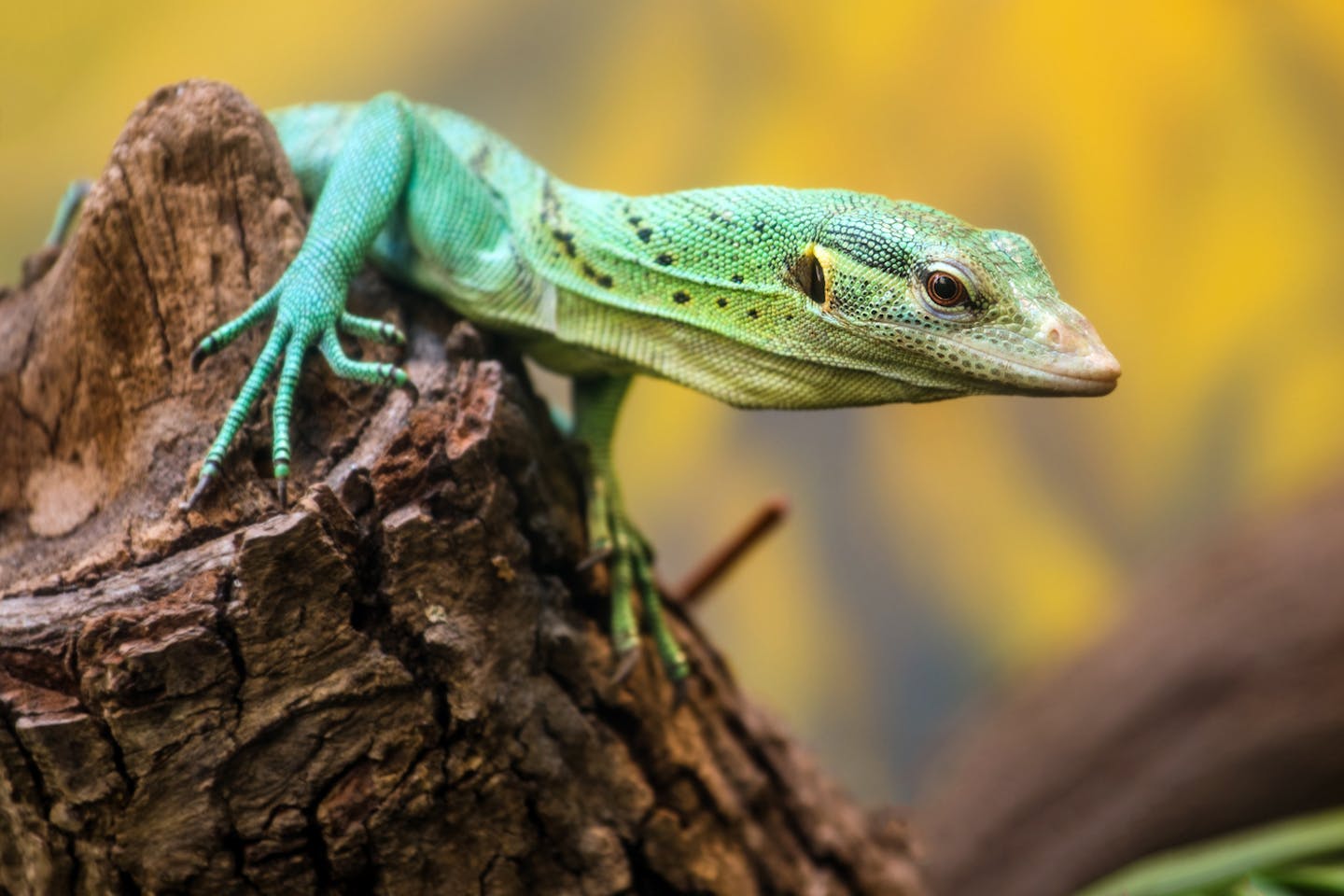 The jewel of the trees: The Biak emerald monitor