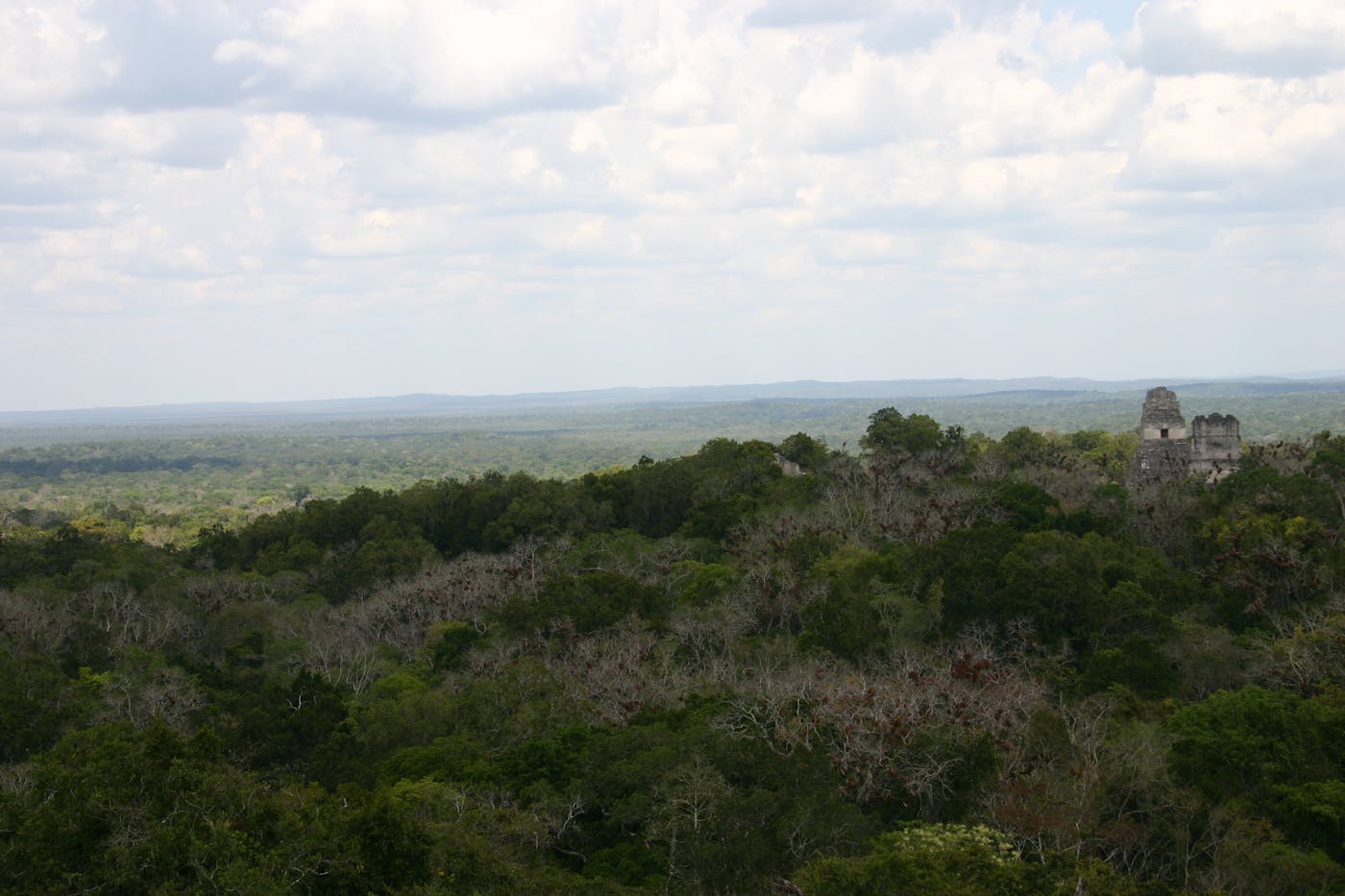 Yucatan & Veracruz Mixed Forests (NT27)