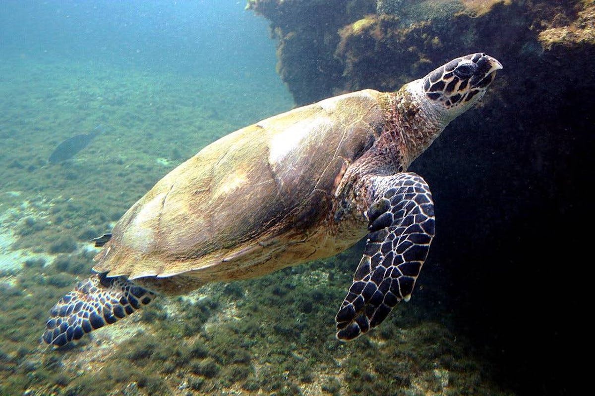 Webinar Recap: Voices from the Field, Protecting the Hawksbill Turtle