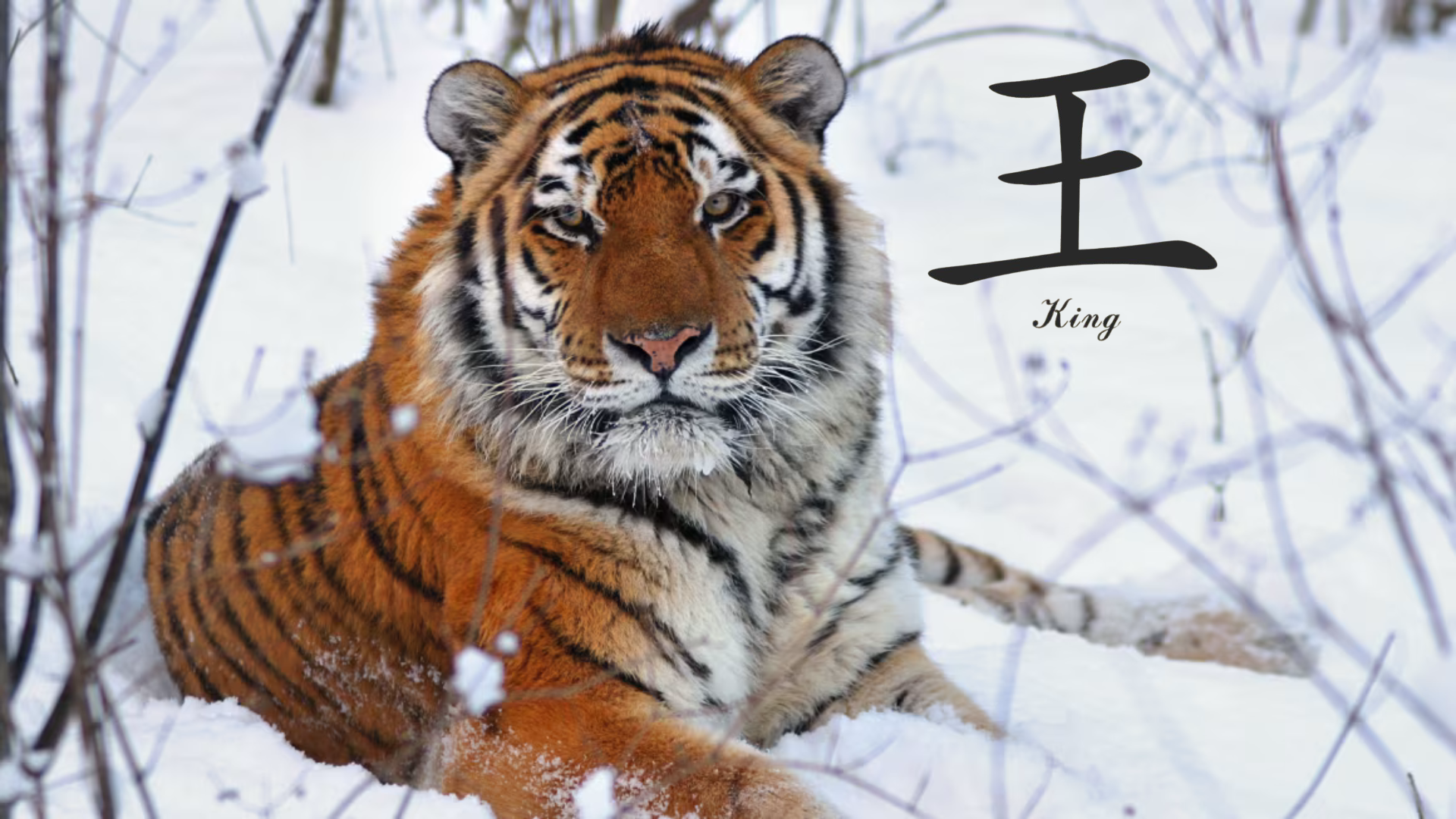 The Chinese character for “king" resembles the Siberian tiger's forehead markings. Image Credit: John Goodrich, WCS. The Chinese character for “king" resembles the Siberian tiger's forehead markings. Image Credit: John Goodrich, WCS.