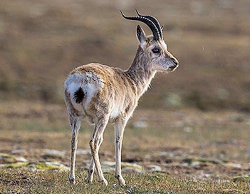 Tibetan gazelle (procapra pictacaudata)
