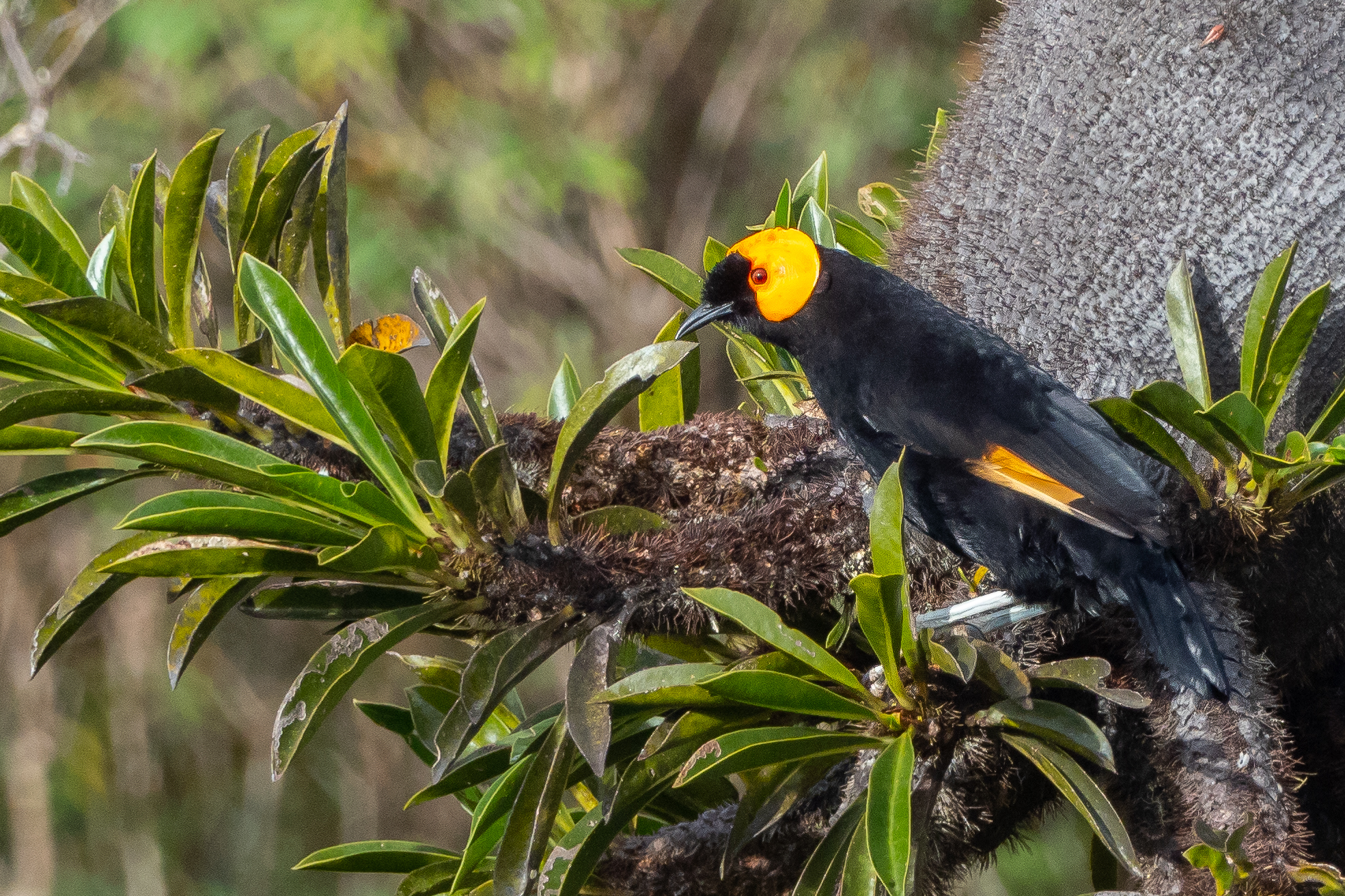 MacGregor's Honeyeater. Image credit: iNaturalist, Phil Chaeon (CC by NC)