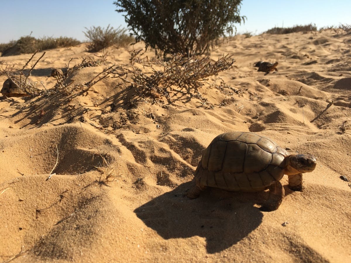 How community-led action is successfully saving the Egyptian tortoise