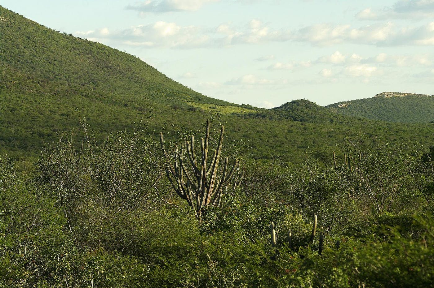 Brazilian Atlantic Dry Forests (NT15)