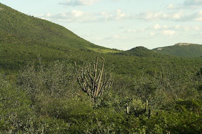 Brazilian Atlantic Dry Forests (NT15)