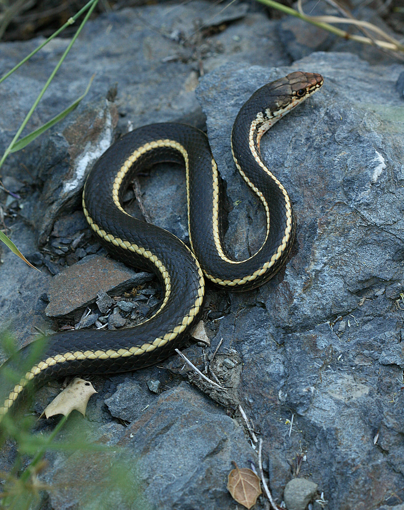 Alameda Whipsnake (Masticophis lateralis euryxanthus). Image credit: Philip Bouchard, CC by NC ND 2.0