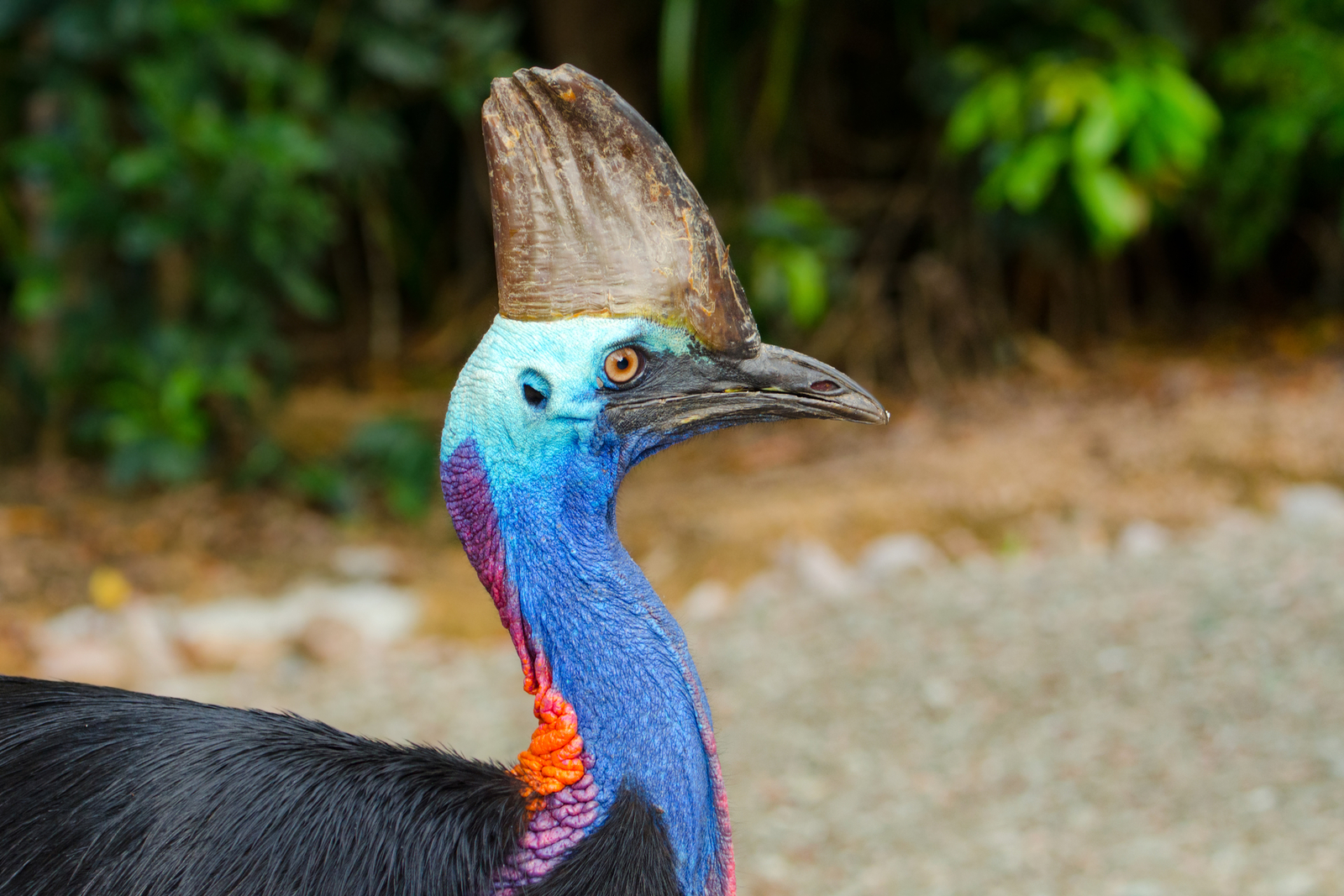 Southern cassowaries can disperse large seeds after eating the rainforest fruit that other animals aren’t capable of moving, thereby helping propagate the forest. Image Credit: © Birdiegal717 | Dreamstime.com.