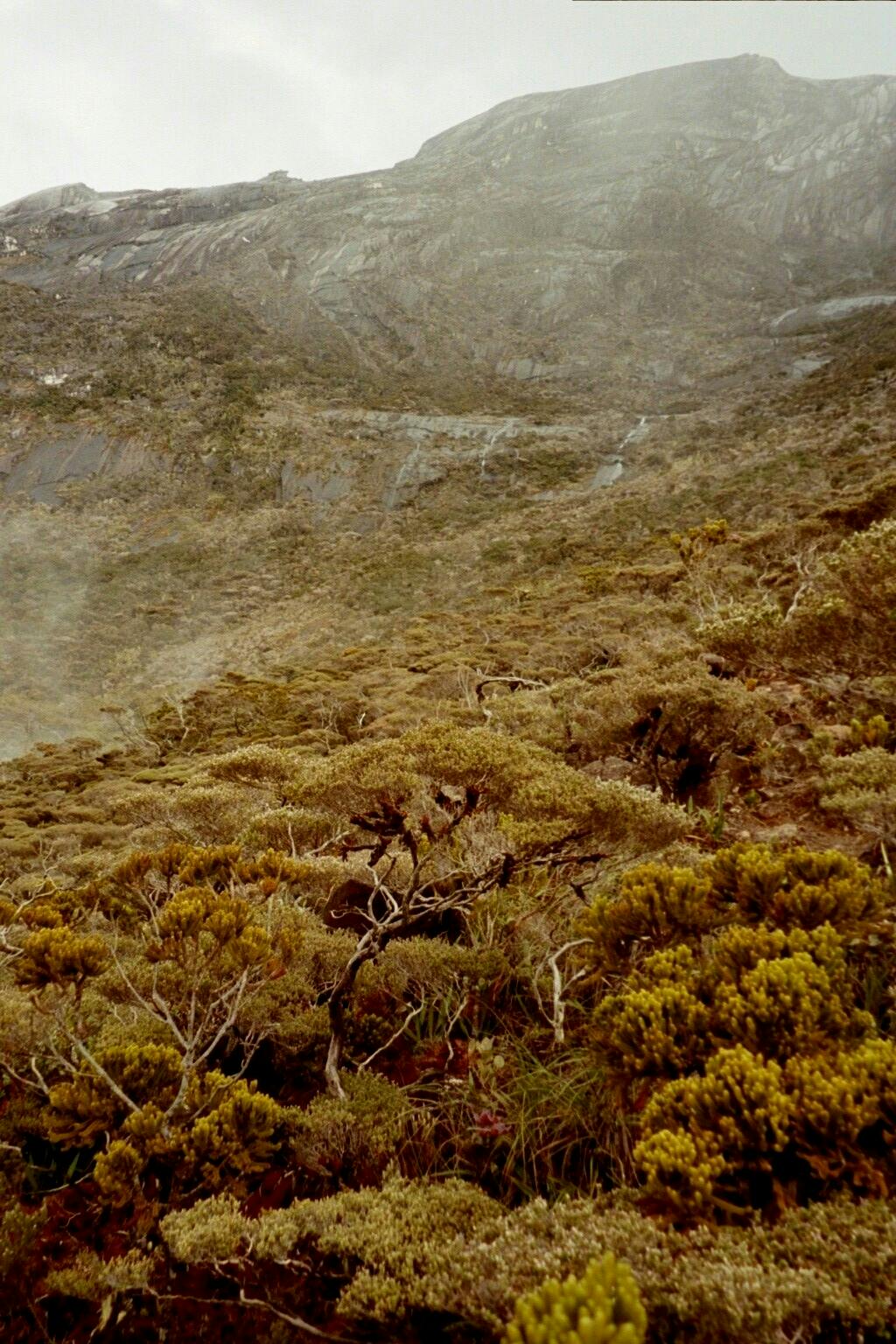 Kinabalu Montane Alpine Meadows One Earth