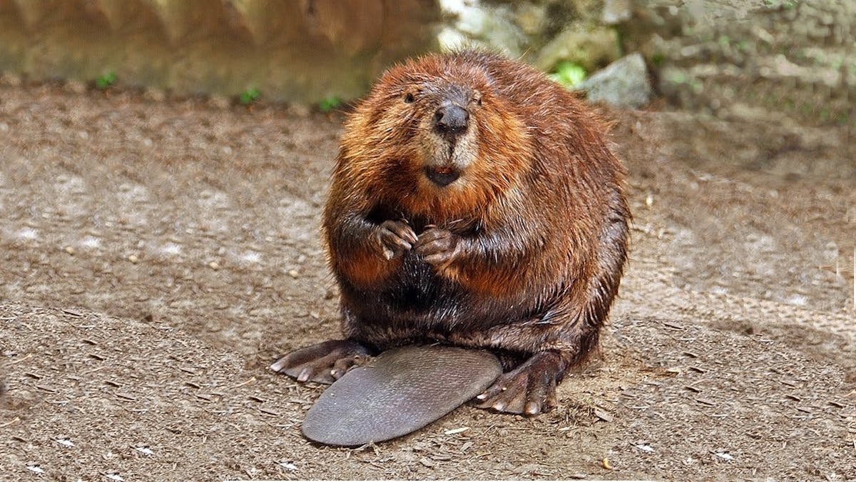 The benefits of beavers