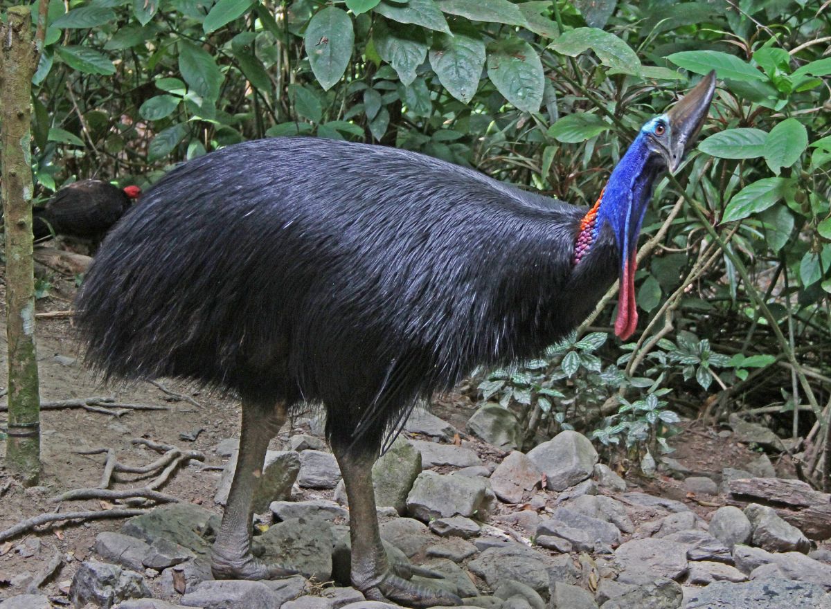 Southern Cassowary. Image credit: Wikipedia, Joseph C. Boone (CC by 4.0)