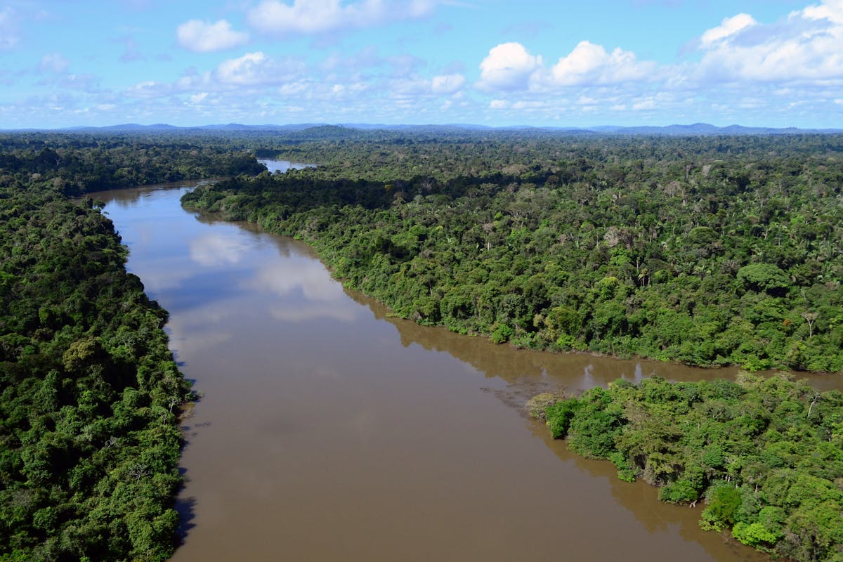 Southern Amazonian Forests (NT17)