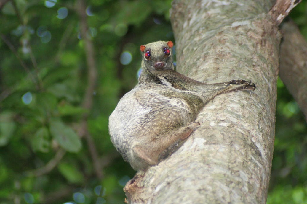 Species of the Week: colugo | One Earth