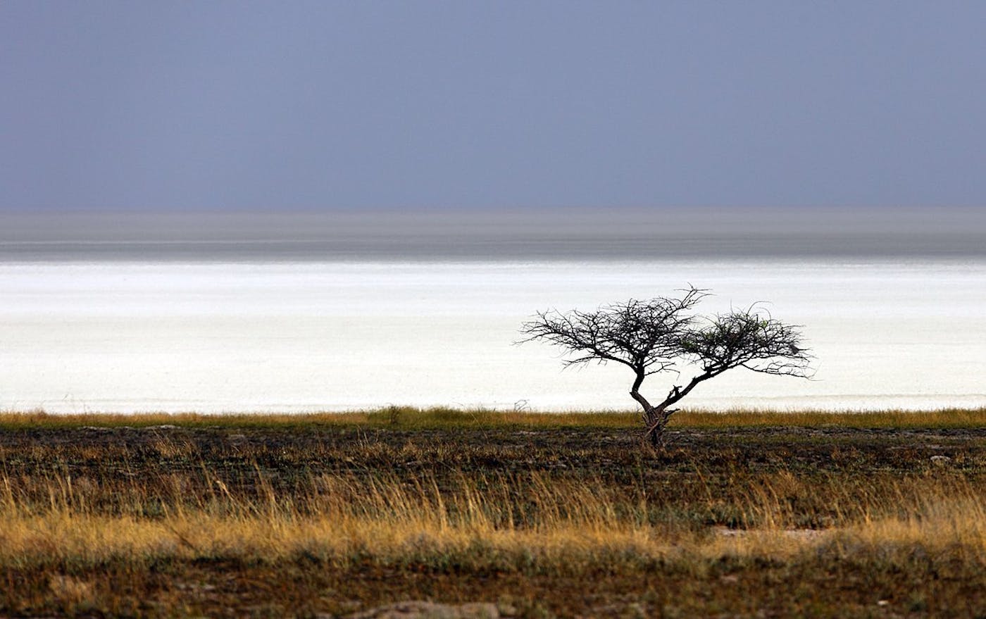 Southwest African Coastal Drylands (AT10)