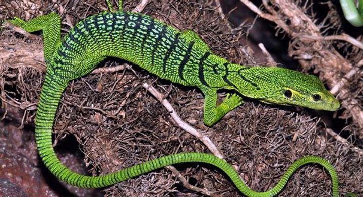 Biak emerald monitor. Image Credit: Port Moresby Nature Park Facebook. Biak emerald monitor. Image Credit: Port Moresby Nature Park Facebook.