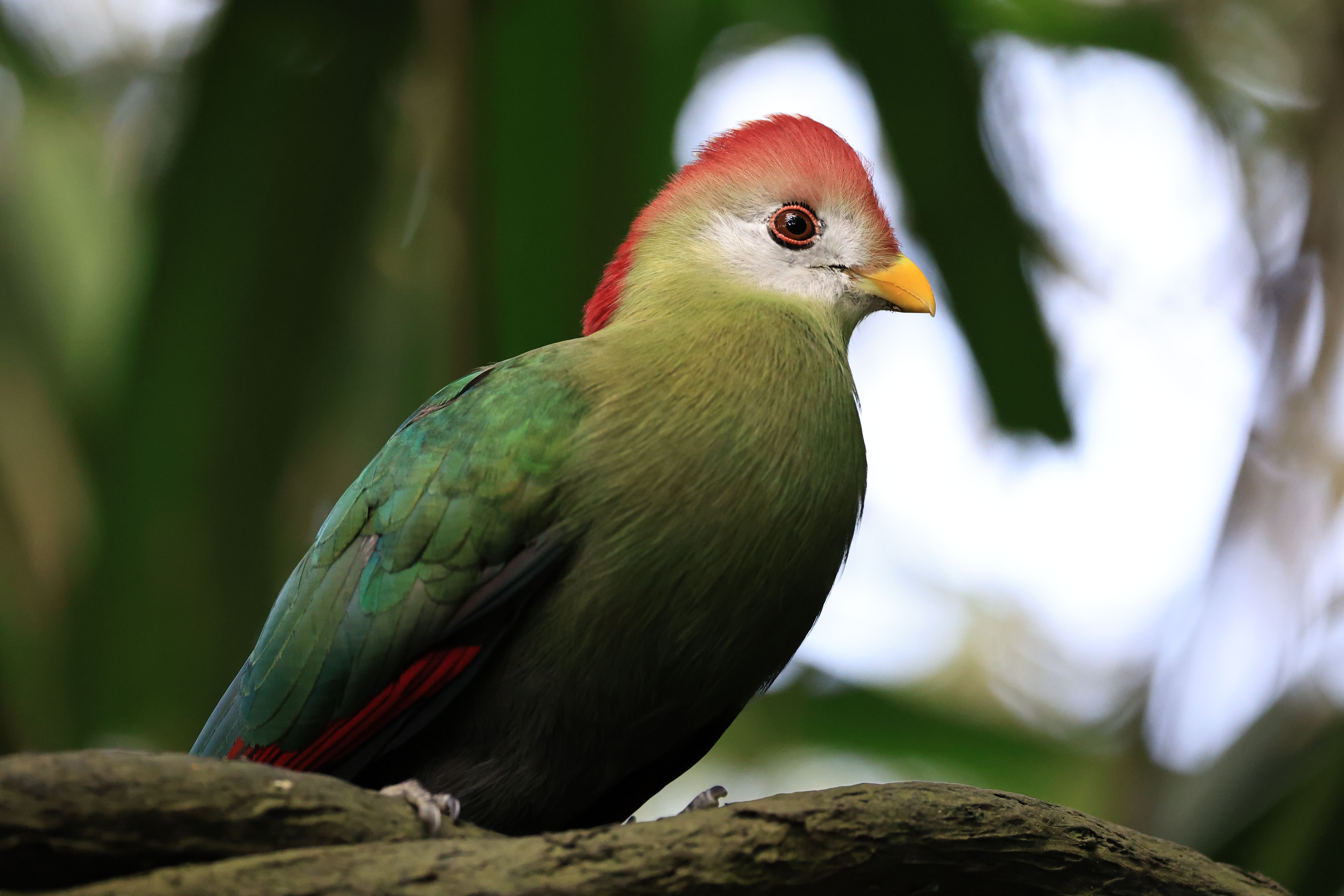 A beautiful vibrant red-crested turaco (Tauraco erythrolophus) perched on a tree full of leaves. Image Credit: Wirestock, Envato Elements.