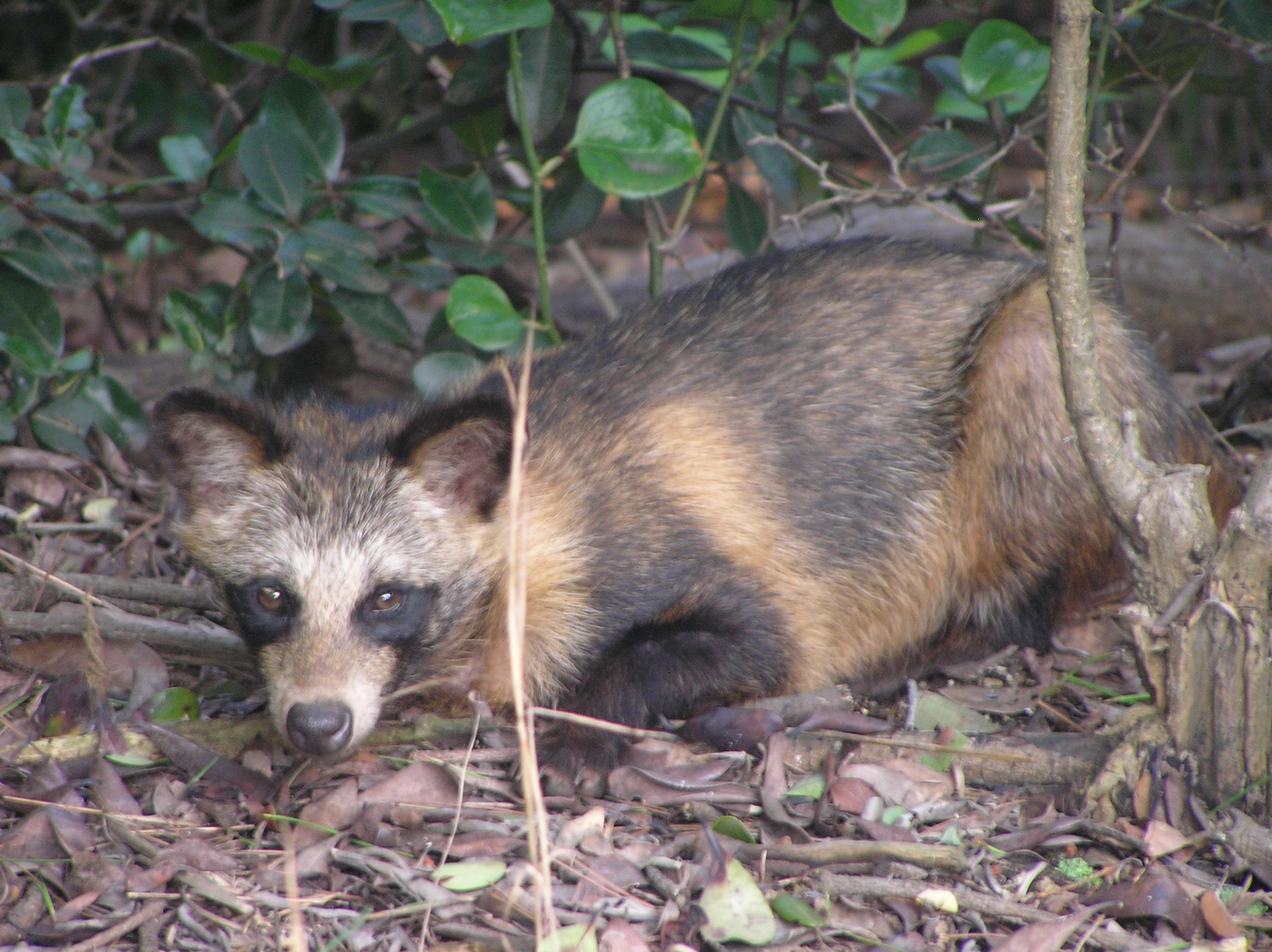 Raccoon dog. Image credit: Wikipedia, Prue Simmons (CC by 2.0)