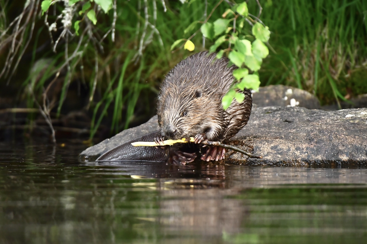 Eurasian beavers: a keystone species that keep waterways clean